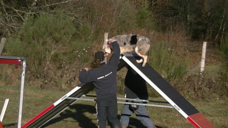 Le 29 décembre 2012 : Agility : La palissade