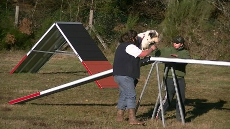 Le 29 décembre 2012 : Agility : La passerelle