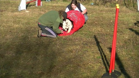 Le 29 décembre 2012 : Agility : Le tunnel rigide