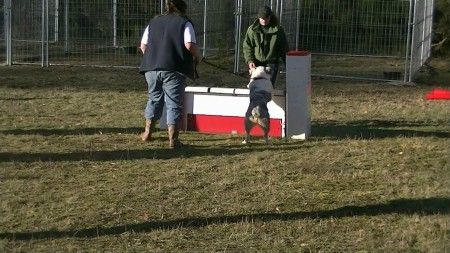 Le 29 décembre 2012 : Agility : Le saut
