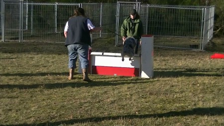 Le 29 décembre 2012 : Agility : Le saut