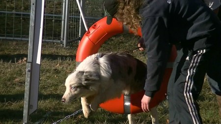 Le 29 décembre 2012 : Agility : Le pneu